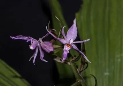 Çin’de 1,800 metre yükseklikte yeni bir orkide türü bulundu