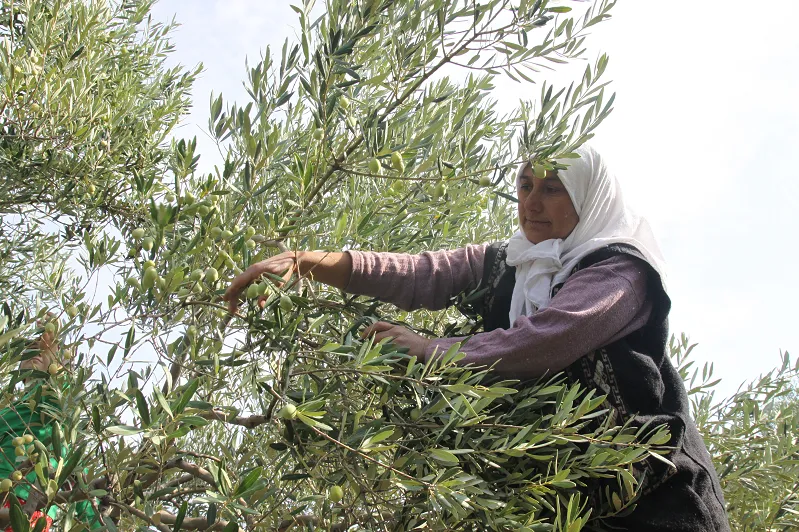 Sofralık zeytin ihracatı 100 bin tonu aştı