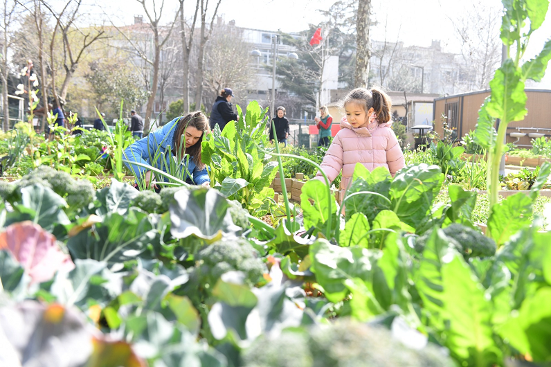 Kadıköy bostanlarında hasat zamanı