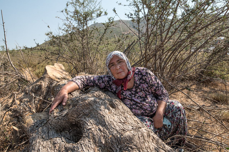 İZMİR’İN ZEYTİN ORMANLARI JEOTERMALE DİRENİYOR