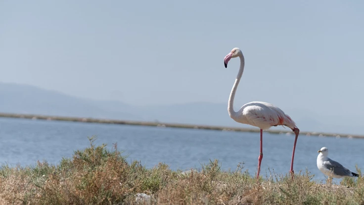 İzmir ve Lübliyana kuraklıkla mücadelede güçlerini birleştiriyor