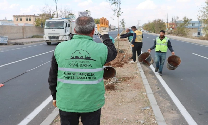 Büyükşehir Daha Yeşil Bir Şanlıurfa İçin Ağaçlandırma Çalışmalarını Sürdürüyor