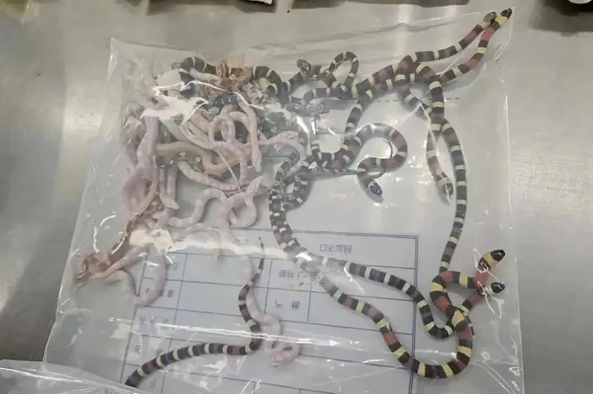 . Cebinde 100’den fazla canlı yılan taşıyan adam gümrükte yakalandı