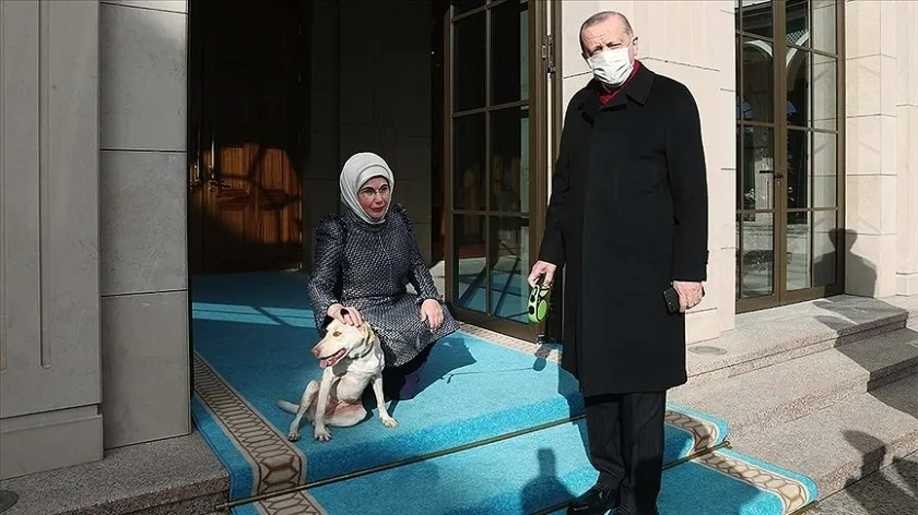 Sayın Cumhurbaşkanı, Lütfen Leblebi’nin Gözlerine Bakın ve Yasa