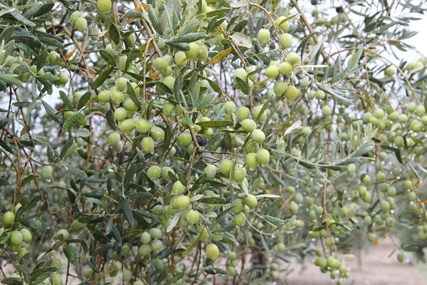 Türkiye’den yapılan sofralık zeytin ihracatı dolar bazında yüzde 49 arttı